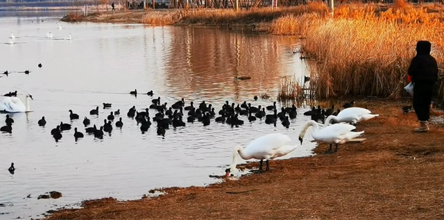 郑州周边免费景点，郑州最近免费旅游景点大全（不出郑州的8个赏花遛娃地）