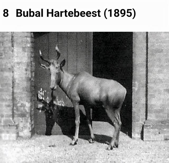 世界灭绝的动物名单，世界灭绝的动物名单网站（30张活久未见的照片）