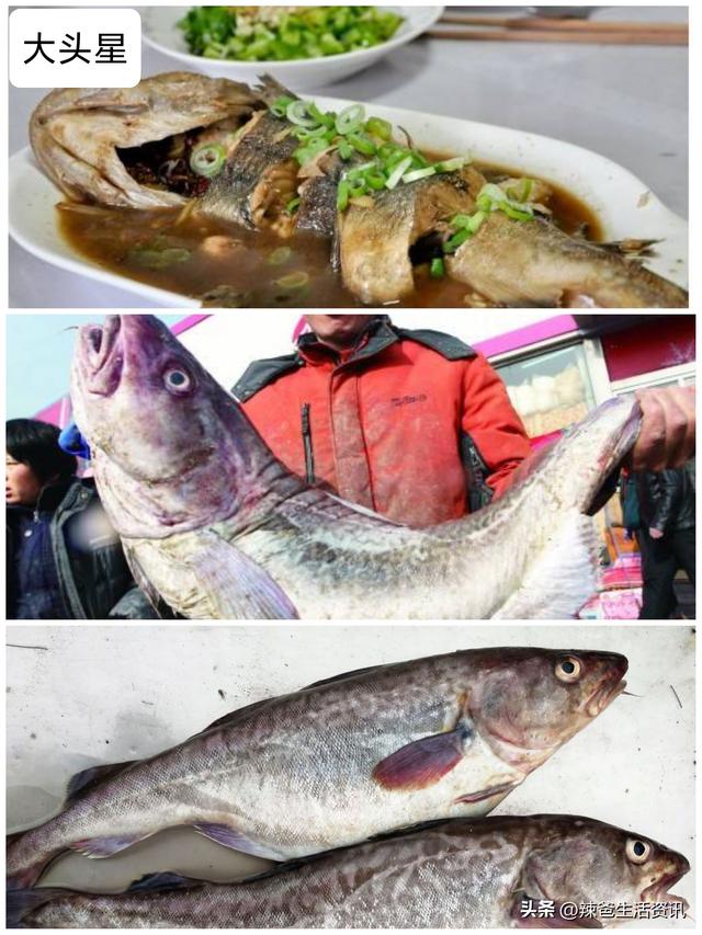 40种“好吃不贵”的野生海鱼（上），附：价格和吃法，请收藏