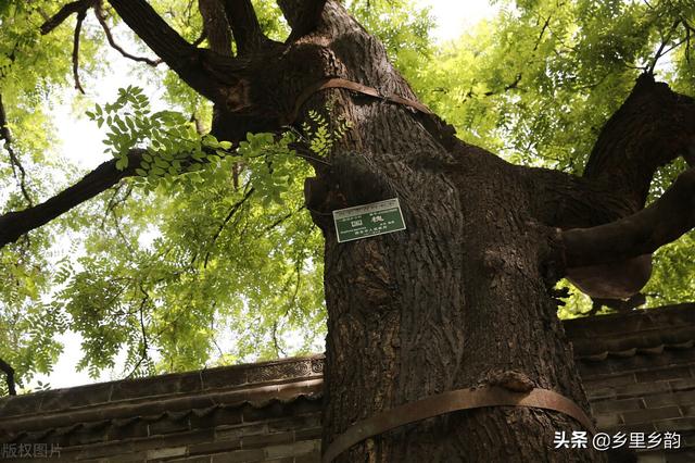 大门两旁栽几棵树最好，大门两侧种什么树吉祥（庭院内能不能栽植国槐）