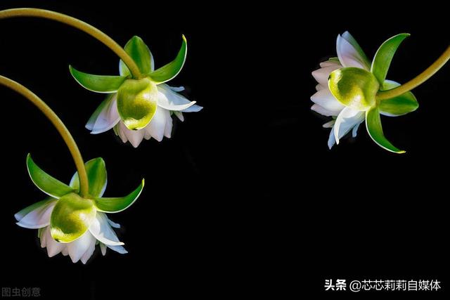 平静的生活经典句子，心态好格局大的句子（平静人心的句子）