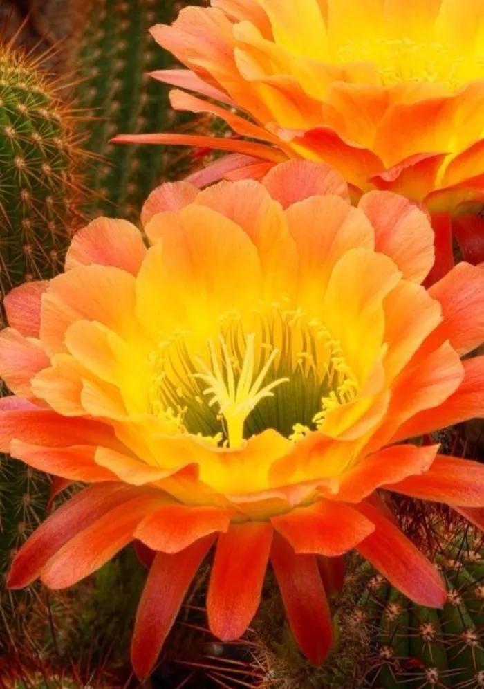 世界稀有名花图片(世界上最稀有的十种花) - 彝家农业网