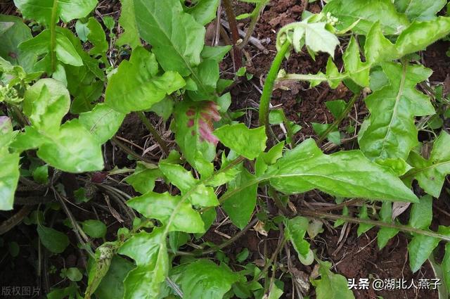 野菜的种类有哪些，野菜都有什么种类（教你认识不同的野菜和吃法）