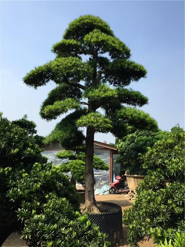 现在种什么树最有前景，当前栽什么树前景好（子孙后代都受益）