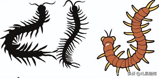 蜈蚣和蛇的毒哪个厉害，为什么身为五毒之一的蜈蚣