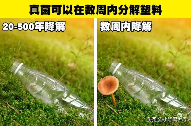 生物的冷知识，生物冷知识及其原因（你可能没有在生物课上学过的9个有趣事实）