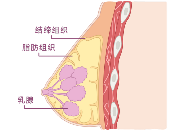 关于女生胸的所有知识，这些都是正常的乳房