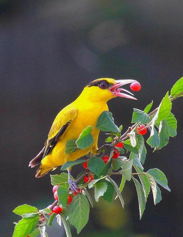 各种黄鹂鸟的各种叫声，大自然的小小精灵——黄鹂鸟