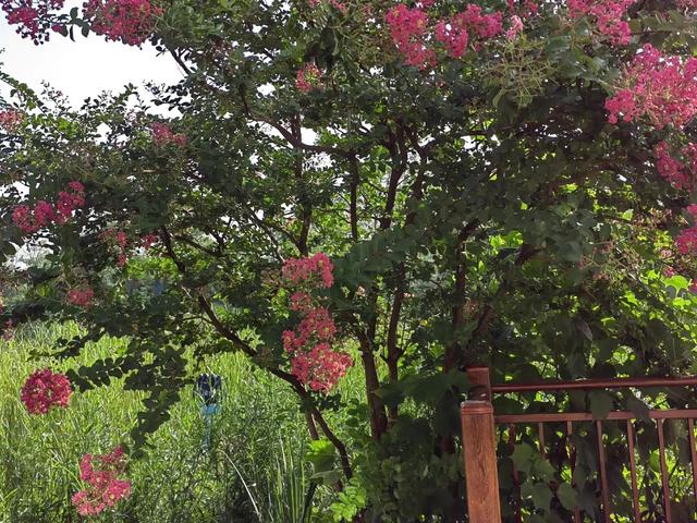 采摘的心情短语，关于采摘的心情短语（十里花海—摘桃）