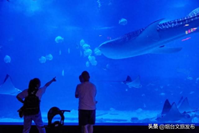 【玩转烟台】免费送门票啦！烟台海昌鲸鲨海洋公园！五一带娃安排上~