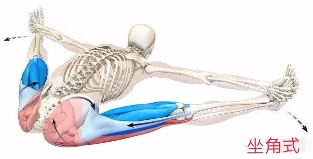 腘绳肌训练动作，12种腘绳肌训练方法（腘绳肌和臀部屈肌紧）