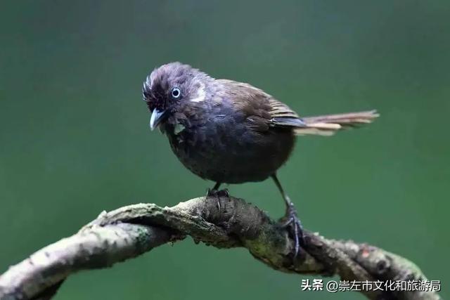 崇左旅游景点大全，崇左市区旅游必去景点有哪些（这份“特种兵式旅游”攻略你还不快收下）
