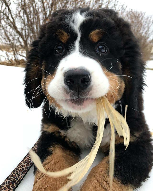 伯恩山犬的寿命大多都是多少，伯恩山犬多重（劝你别轻易养这5种狗）