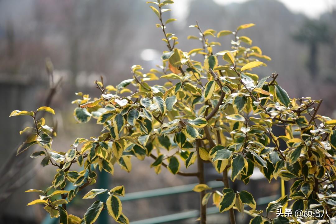 DNF香香的柏树怎么用，dnf香香的柏树怎么用啊（冬日里最优秀的40种彩叶植物）