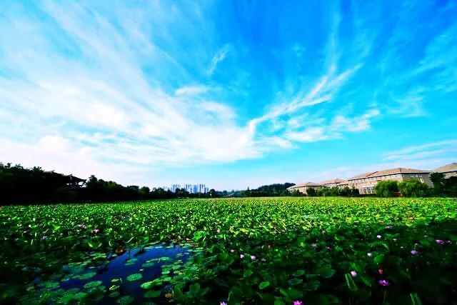 夏天荷花的描写，描写夏天荷花的景色（夏日荷花別样美）