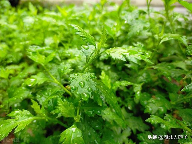 农村100种野菜图片，野菜的种类（常见的野菜图片与名字）