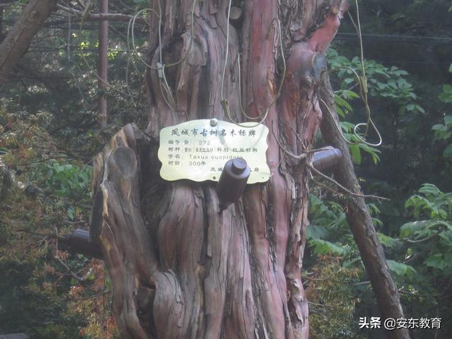 东北红豆杉的栽培及其价值，东北红豆杉的生长环境（“重症监护”中的古树）