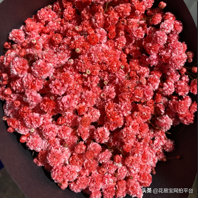 Gypsophila 满天星网名，Gypsophila 满天星（千万星、百万星、伊洛斯有何区别）