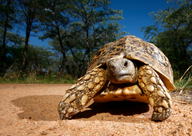 乌龟为何爱睡觉，乌龟为何爱睡觉的原因（似乎藏着延缓衰老的真正奥秘）