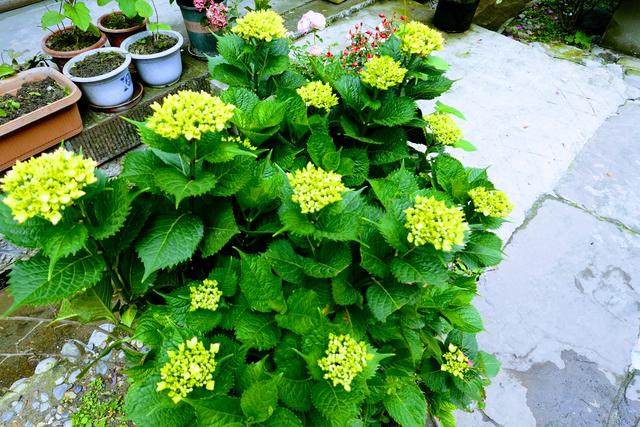 彭州太阳湾风景区，彭州太阳湾景区下雪（<5>彭州·海窝子古镇）