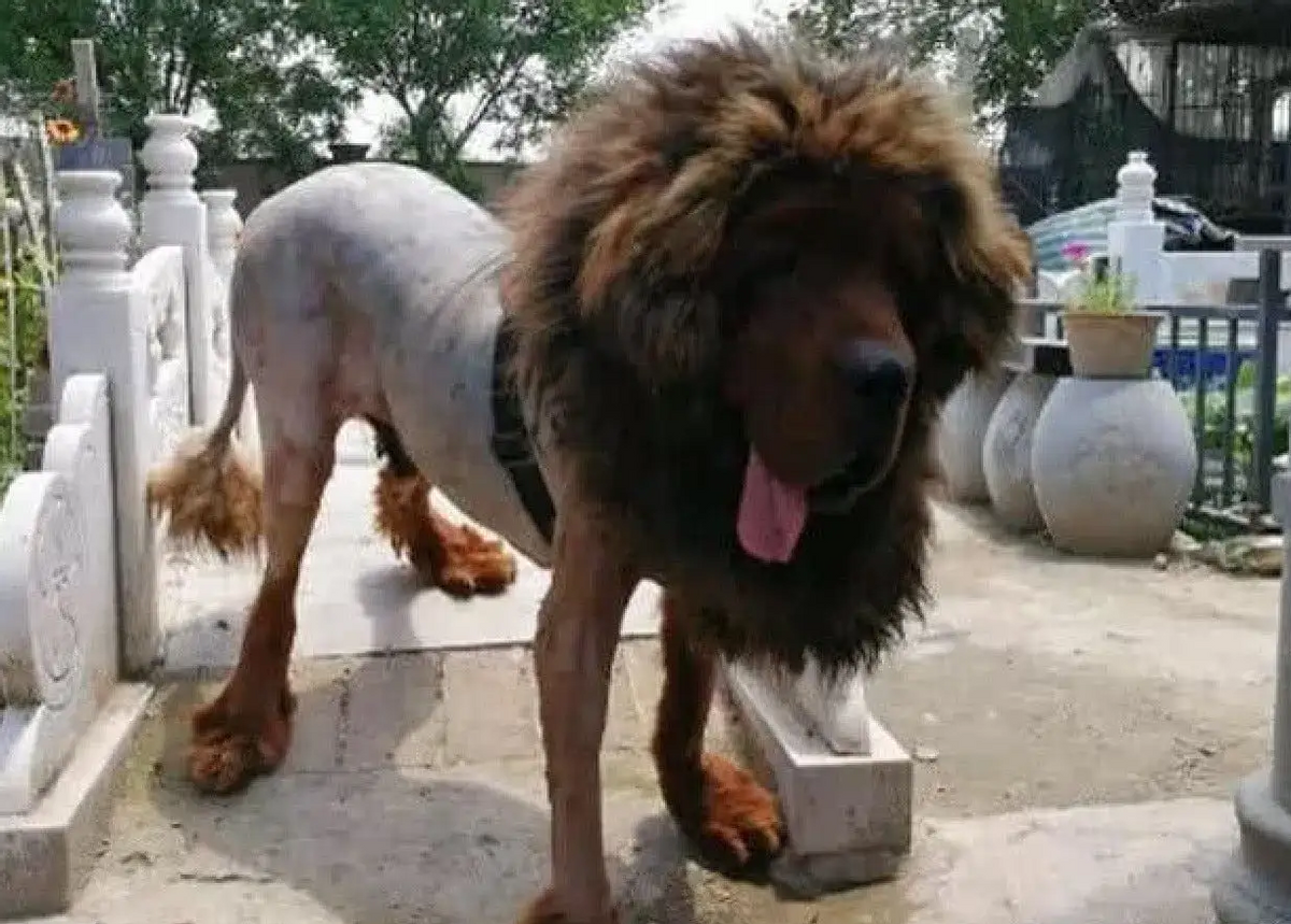 青海藏獒多少钱 青海藏獒长什么样