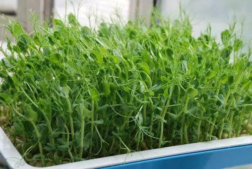 绿叶菜有哪些品种，绿叶蔬菜的营养价值（种常见绿叶菜，你吃对了吗）