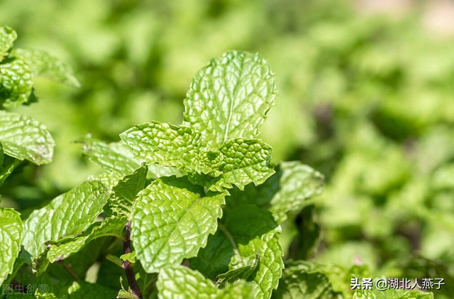 农村100种野菜图片，农村100种常见野菜（让你轻松认识各种野菜和吃法）