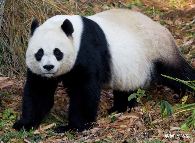 食铁兽为什么是大熊猫，大熊猫为什么叫食铁兽（中国“高价出租”的国宝）