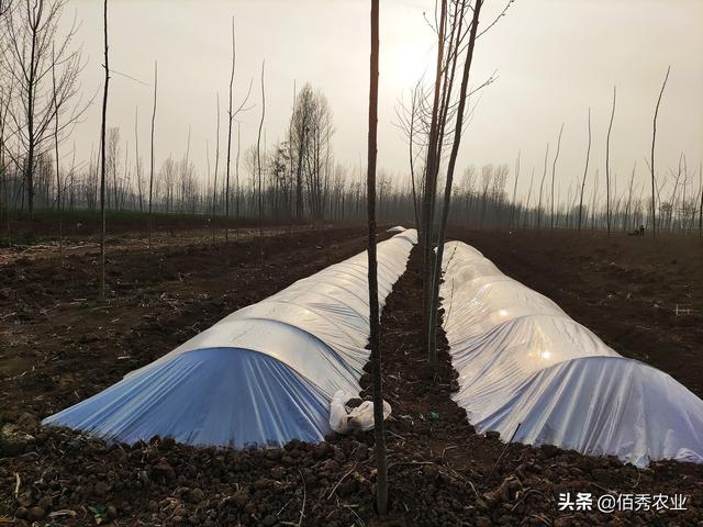 杨树的资料，生长15年的速生杨树（杨树的资料视频）