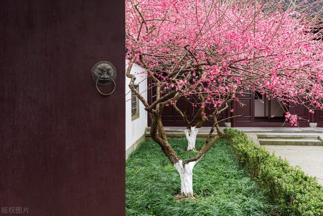 冬天种什么花好养活，冬天什么花好养活北方室内（冻不死的花草清单）