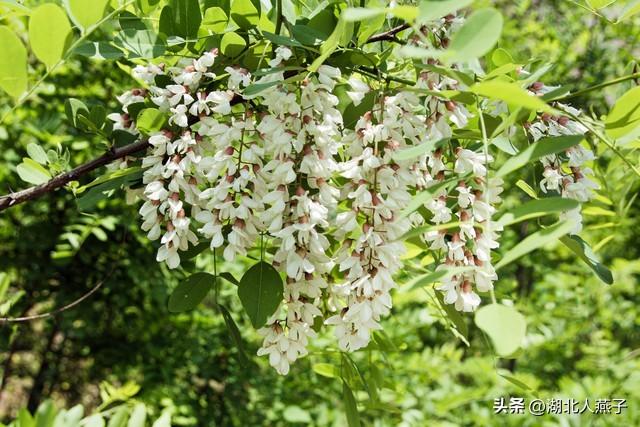 菜图片大全大图，饭店菜谱大全带图片（这43种时令野菜大量生长出来）