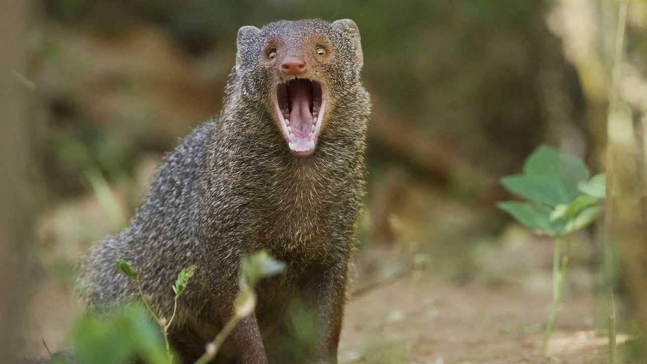 第四位—— 蛇獴