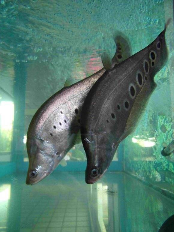 鱼的图片大全大图，鱼图片大全（鱼图片大全简笔画）