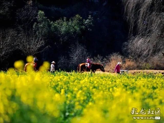 云南花海旅行记，春天，来云南与七彩花海相遇
