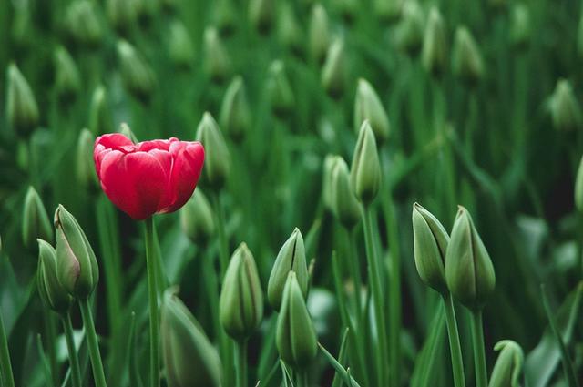 名家散文美句摘抄赏析，名家散文摘抄加批注（朱自清的十条精辟语录）