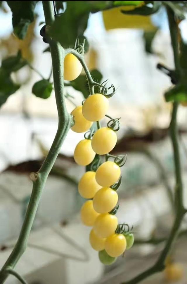 圣女果和小番茄一样吗，圣女果为什么不建议吃（一文明白圣女果和小番茄的关系）