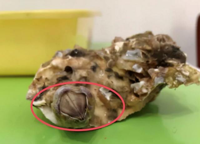 食用生蚝的注意事项，吃生蚝这些东西一定要注意