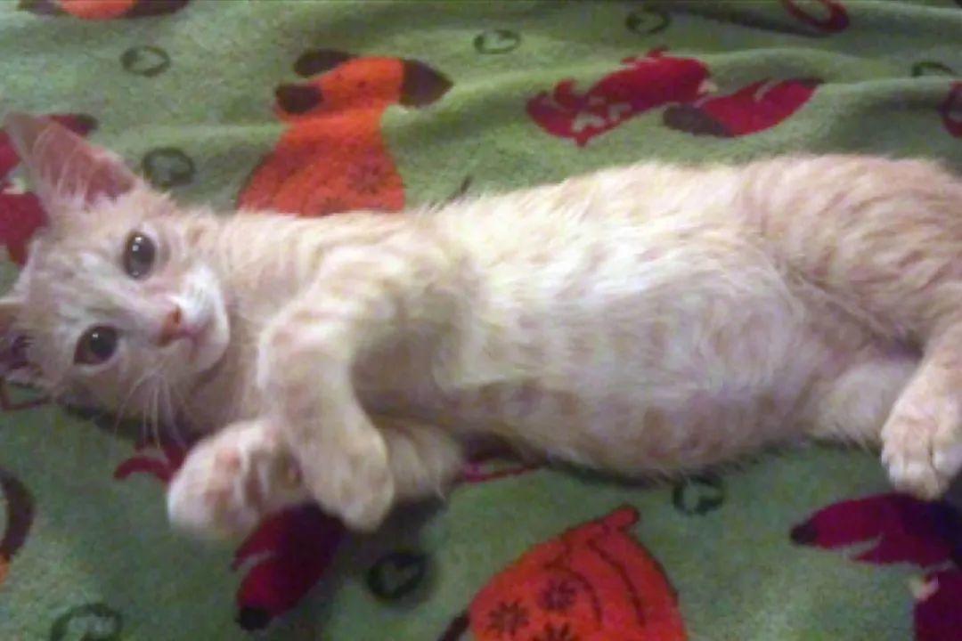 猫传腹早期症状(猫传腹有啥症状)