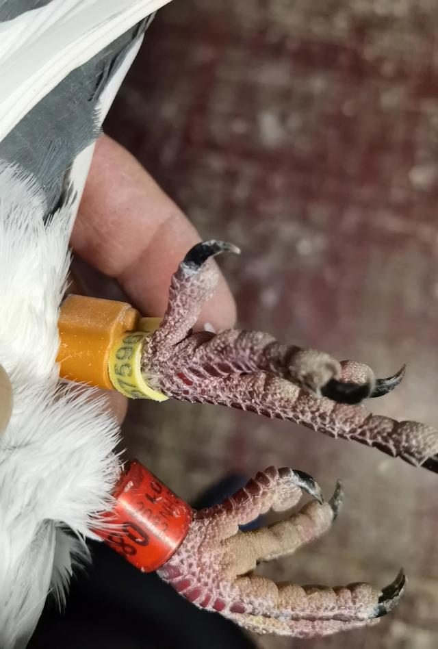 一路顺风，一路顺风的祝福语（祝小鸽子一路顺风图片）