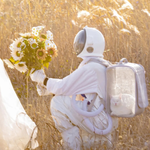 车窗背景图/花有重开日 人亦有重逢时，花有重开之日,人有重逢之时背景图（可以置顶的浪漫文案）
