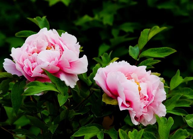 梅花象征什么，梅花象征什么青松象征什么雪花象征什么（中国十大名花排行榜）