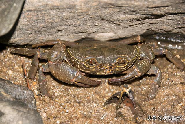 迷你小恶魔蟹如何养，观赏蟹的养殖方法