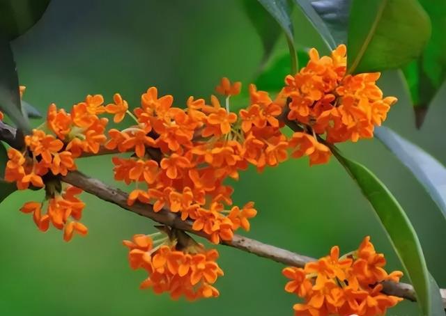 梅花象征什么，梅花象征什么青松象征什么雪花象征什么（中国十大名花排行榜）