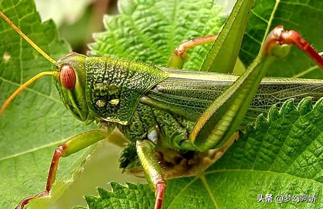 蚂蚱吃什么，纨扇团圆璧月流——蝗虫的危害（蚂蚱吃什么东西能养活）