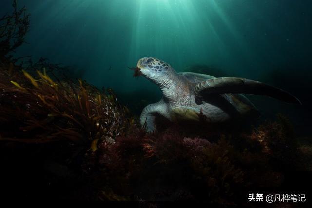 水下摄影注意什么，水下婚纱摄影（初学者的10个水下摄影技巧）