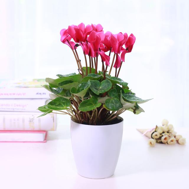 一杯水就可以发财的方法，床上放三物财不请自来（8种“发财花”）