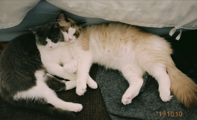 布偶猫和蓝猫各自有什么特点，蓝猫好还是布偶猫好（“英短”和“布偶”哪个好）