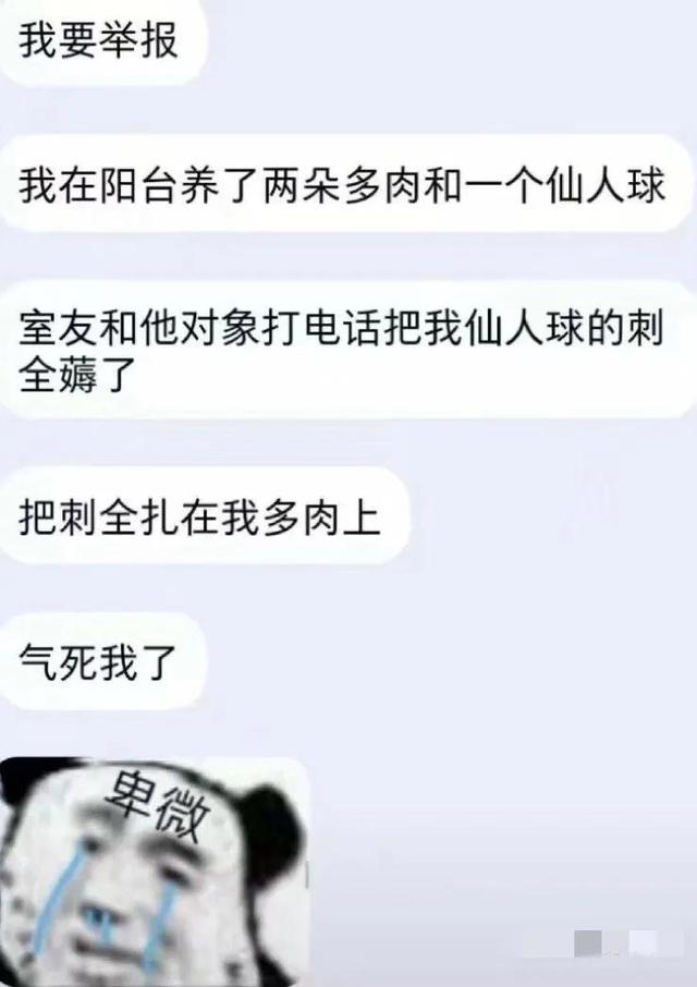 她只是我的妹妹，她只是我的妹妹是什么歌（沙雕网友日常：她只是我的妹妹）