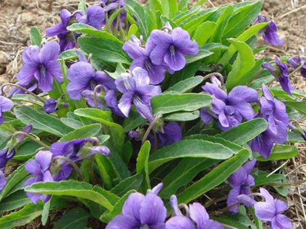 农村能吃的100种野菜图片，有哪些野菜可以吃