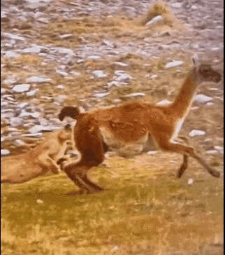 海母和水母区别，海母和水母图片大全（罕见的36张照片）